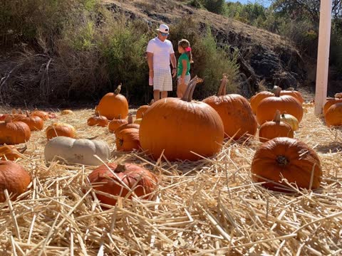 A family picks out pumpkins on the straw-covered patch