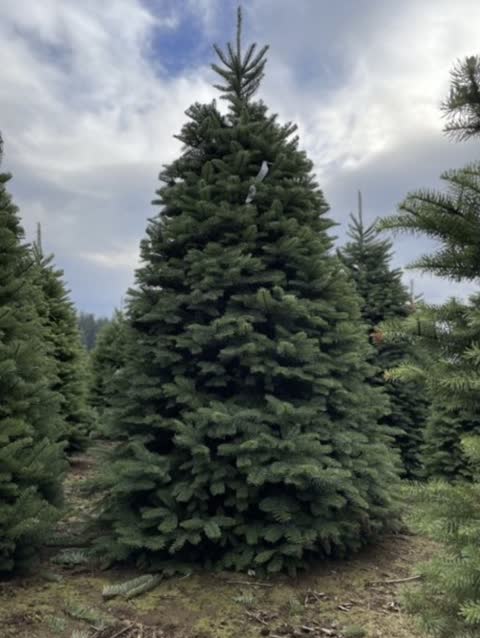 A full, well-shaped Noble Fir standing on the lot