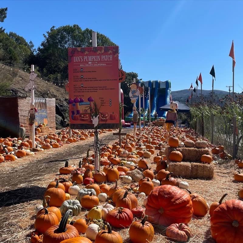 Wide view of the pumpkin patch with pumpkins of every size arranged on hay bales