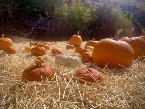 Orange and white pumpkins from Half Moon Bay resting on straw