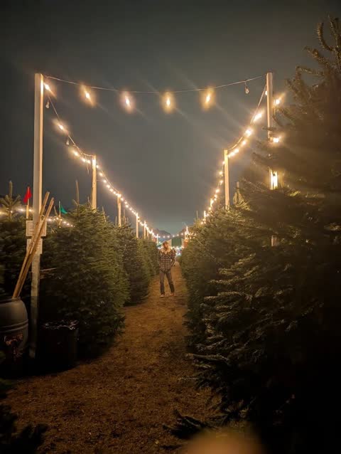 Christmas trees glow under string lights after dark