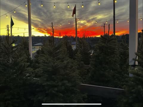 Sunset over the tree lot with string lights