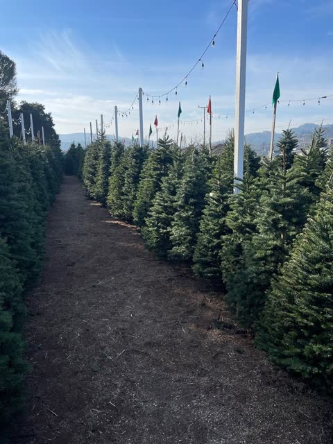 A walkway between rows of Christmas trees on the lot